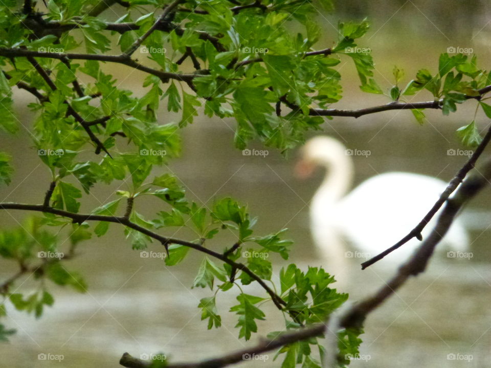 swan in distance