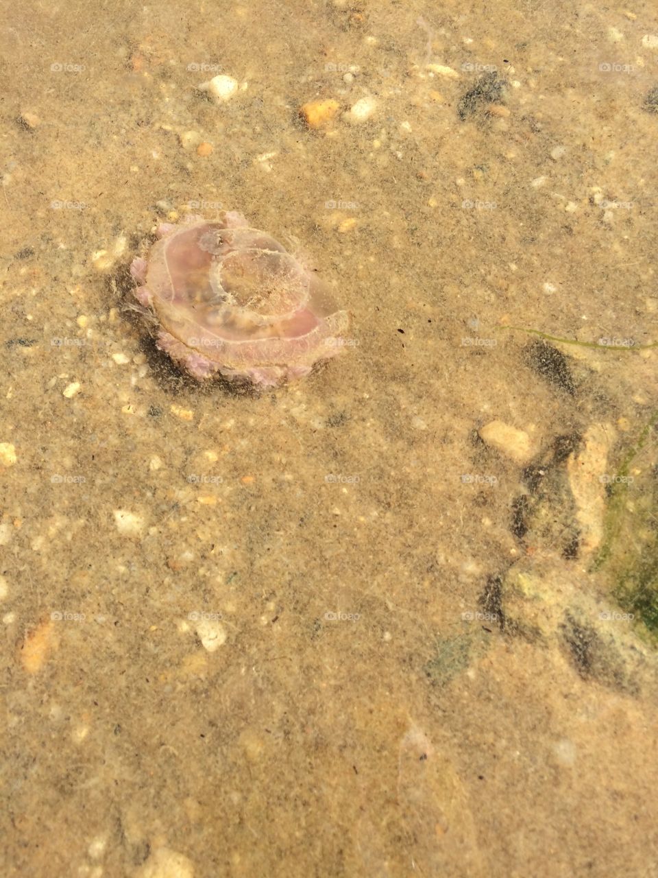 Floating jellyfish 