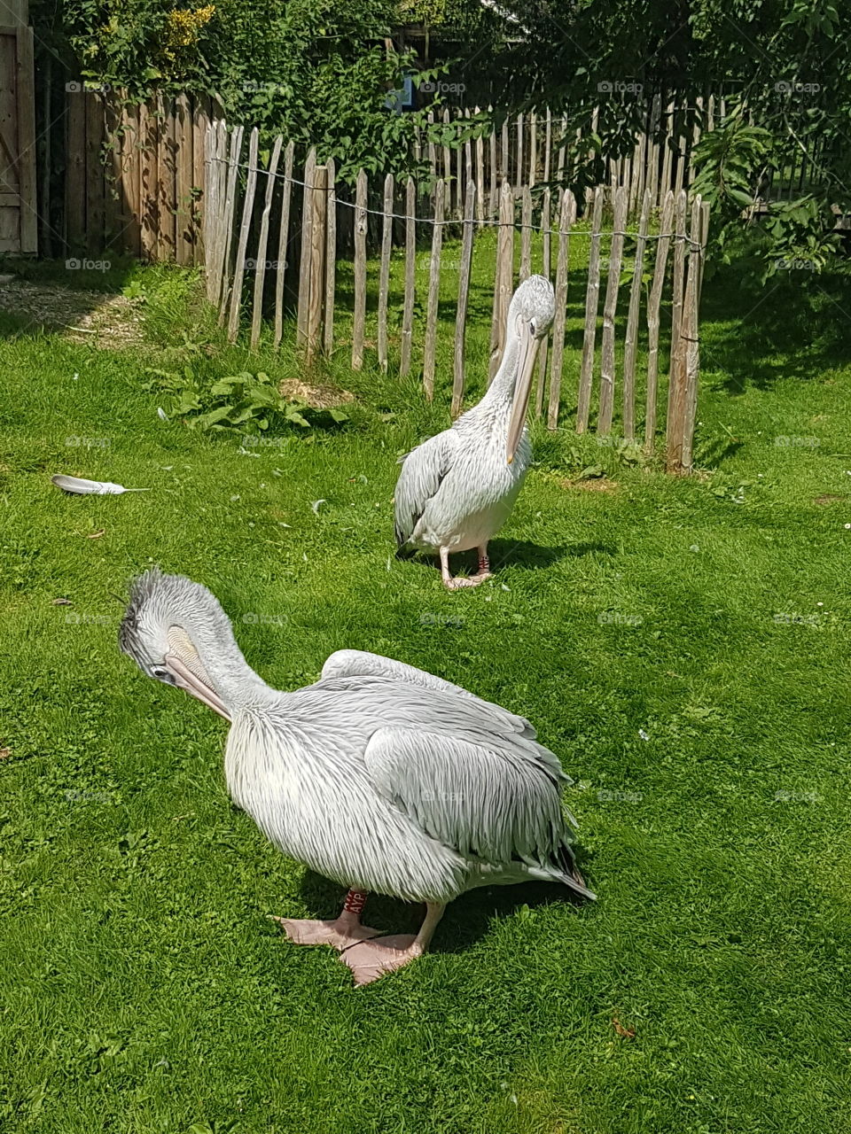 Pelicans!! It's birds it's Pelicans!!