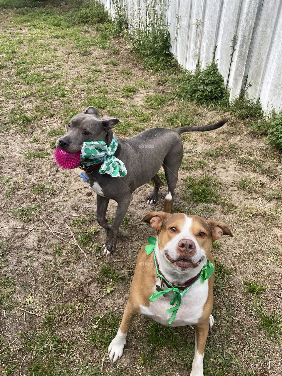 2 beautiful irish pitbulls