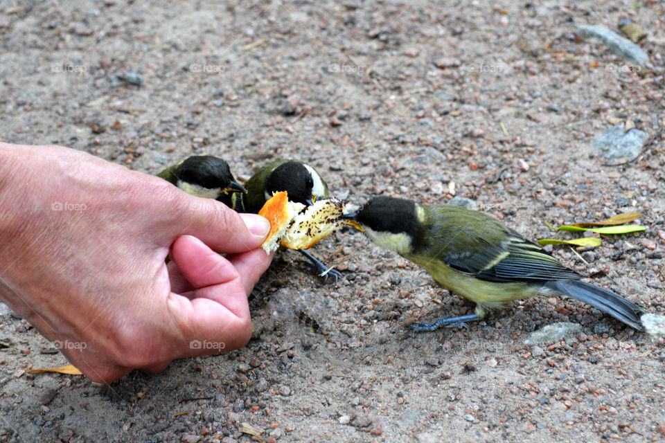 titmouse feeding