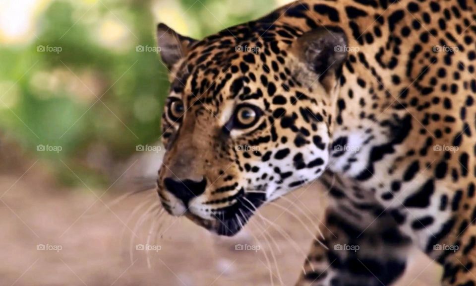 Brasilian Jaguar 