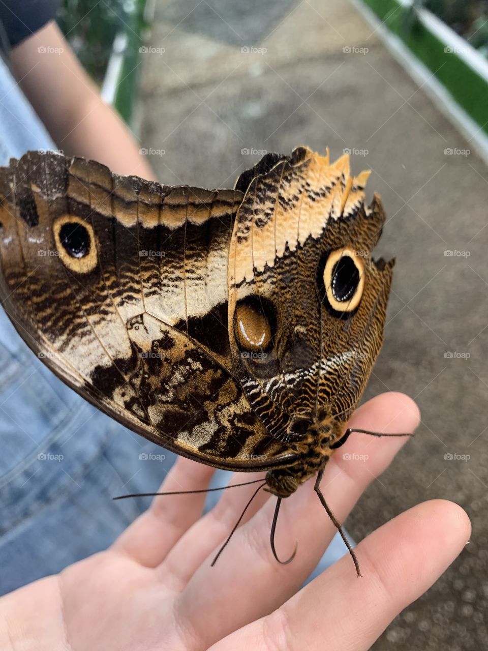 Butterfly on hand