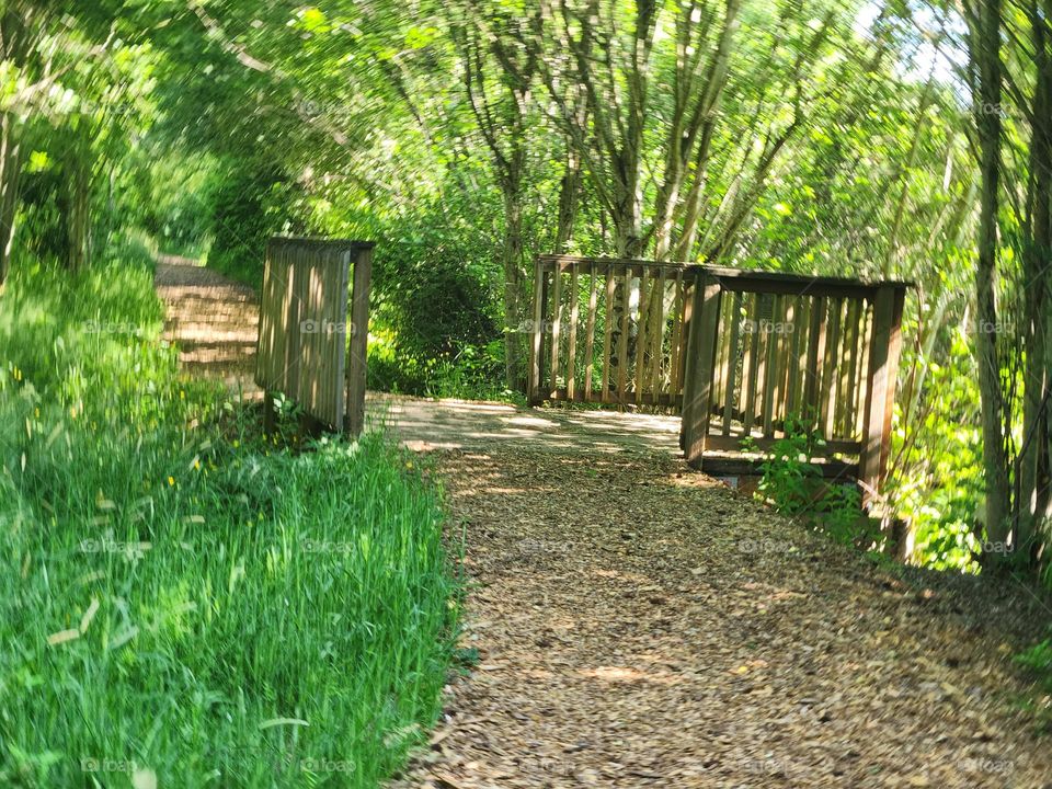 Mysterious inviting path through the shady woods in Oregon Wetlands