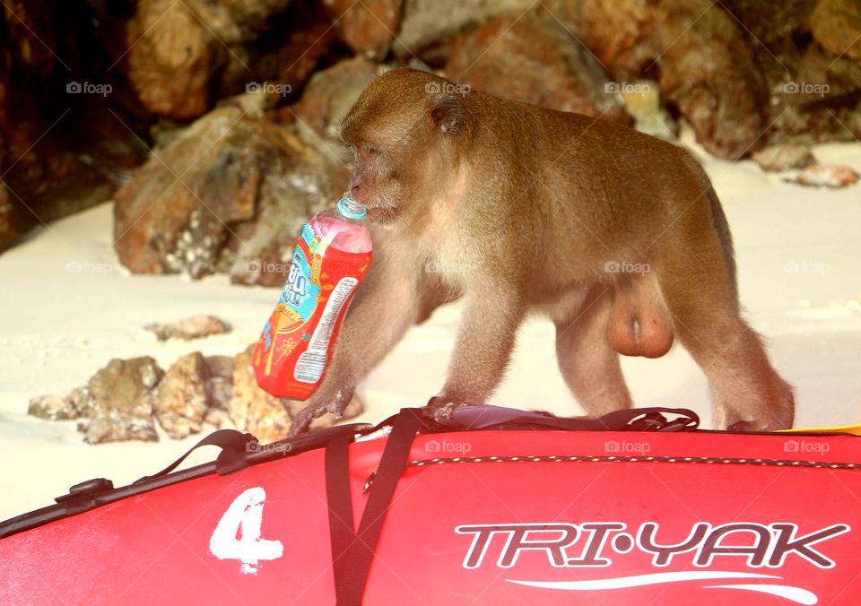 This silly monkey stole a locals drink, for on our kayak and just enjoyed the seat and the drink.