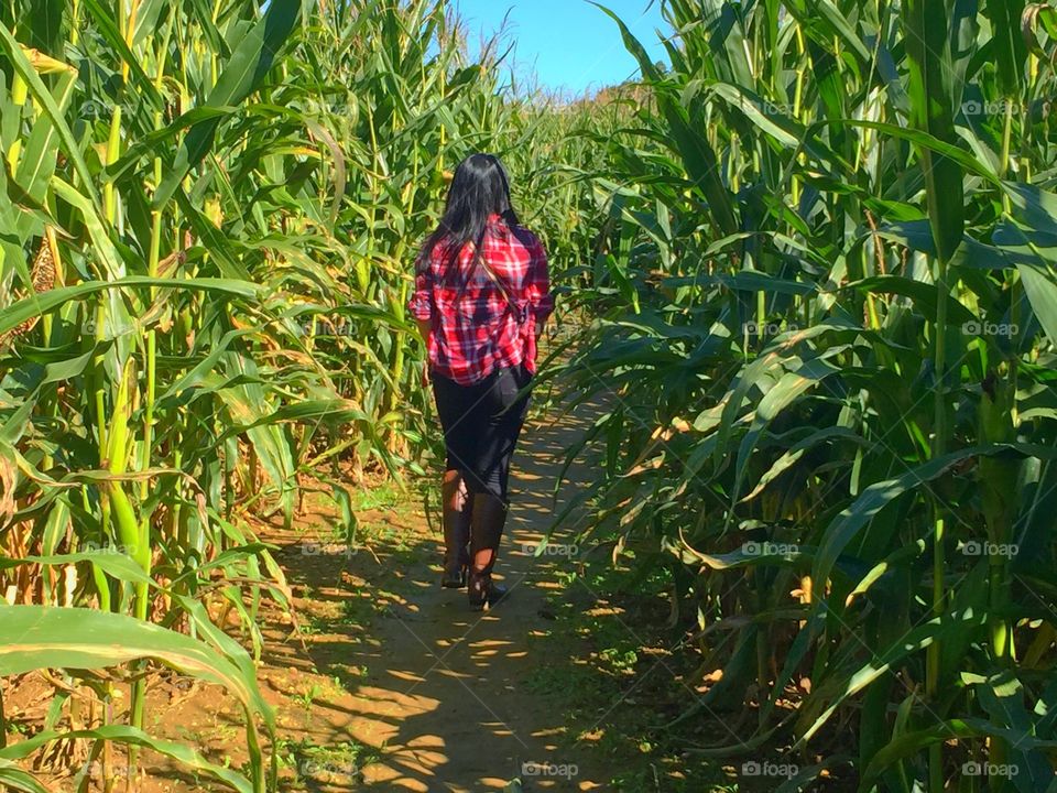 Walking through a corn maze
