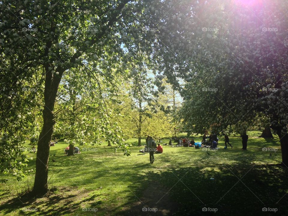 Sunny day. St James park London
