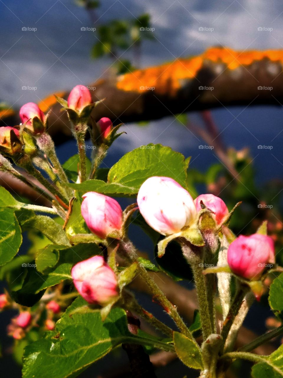 Inflorescence of a blossoming apple tree against the background of the river