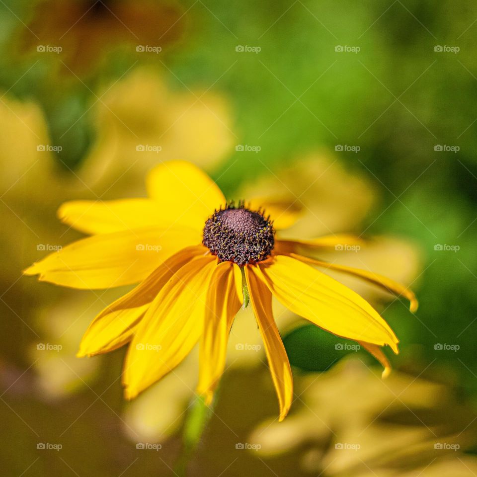 Black - eyed Susan, a species of Coneflower 