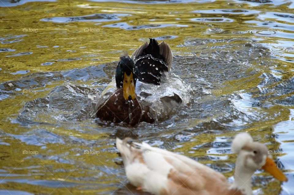 Duck bathing 