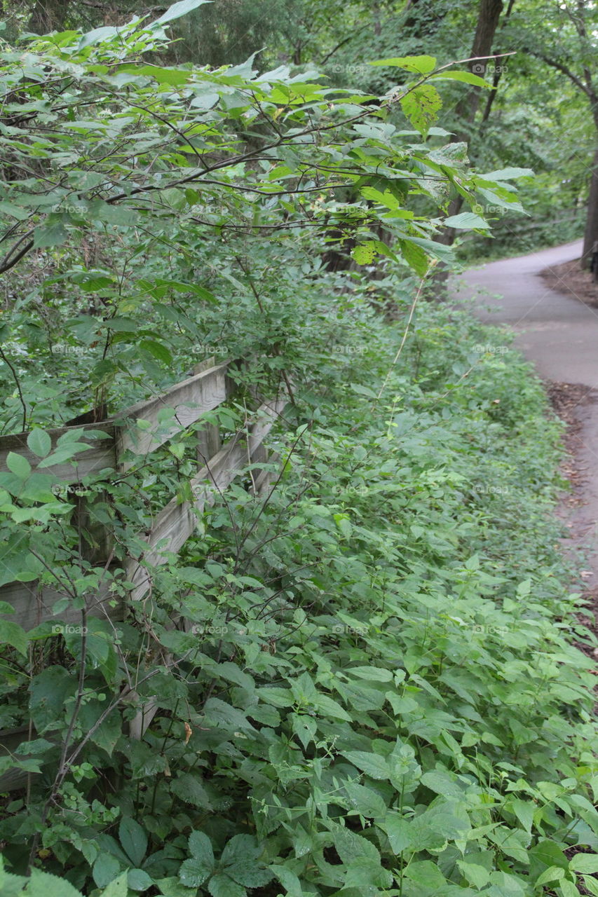 path with greenery