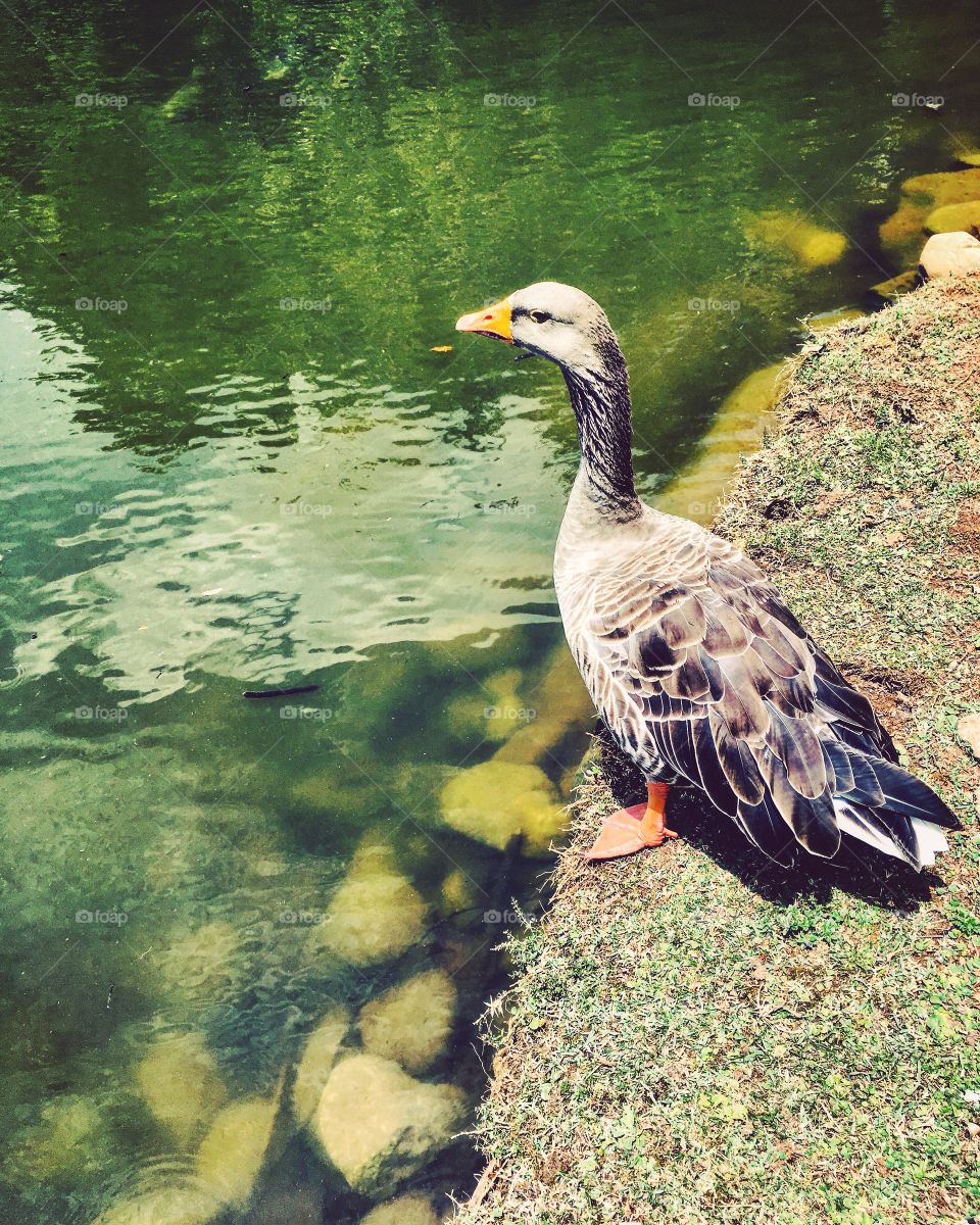 O #ganso estava contemplando o #lago. Mas, no fundo, estava pensando: “se eu mergulhar, o calor vai passar?”
Ok, sei lá o que ele meditava. Mas o click ficou legal!
🦢 
#FotografiaÉnossoHobby!
#paisagem #inspiração #photography #Jundiaí