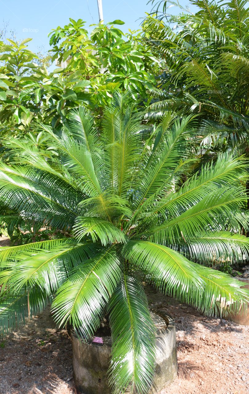 Cycad tree