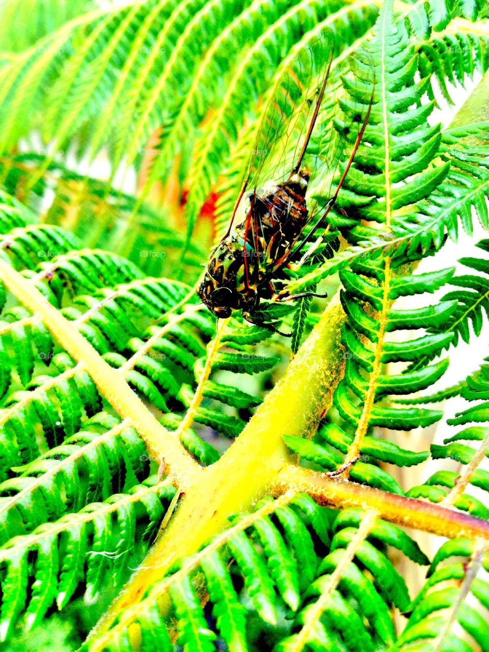 Locust on silver fern