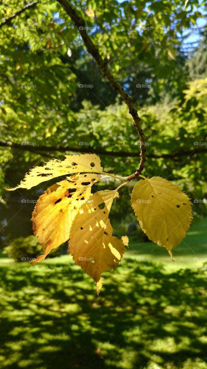 Signs of Fall