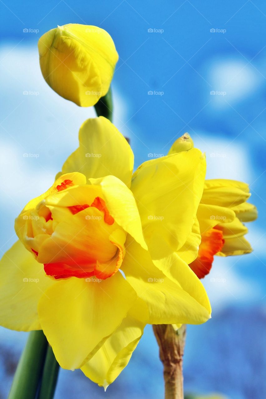 Daffodil