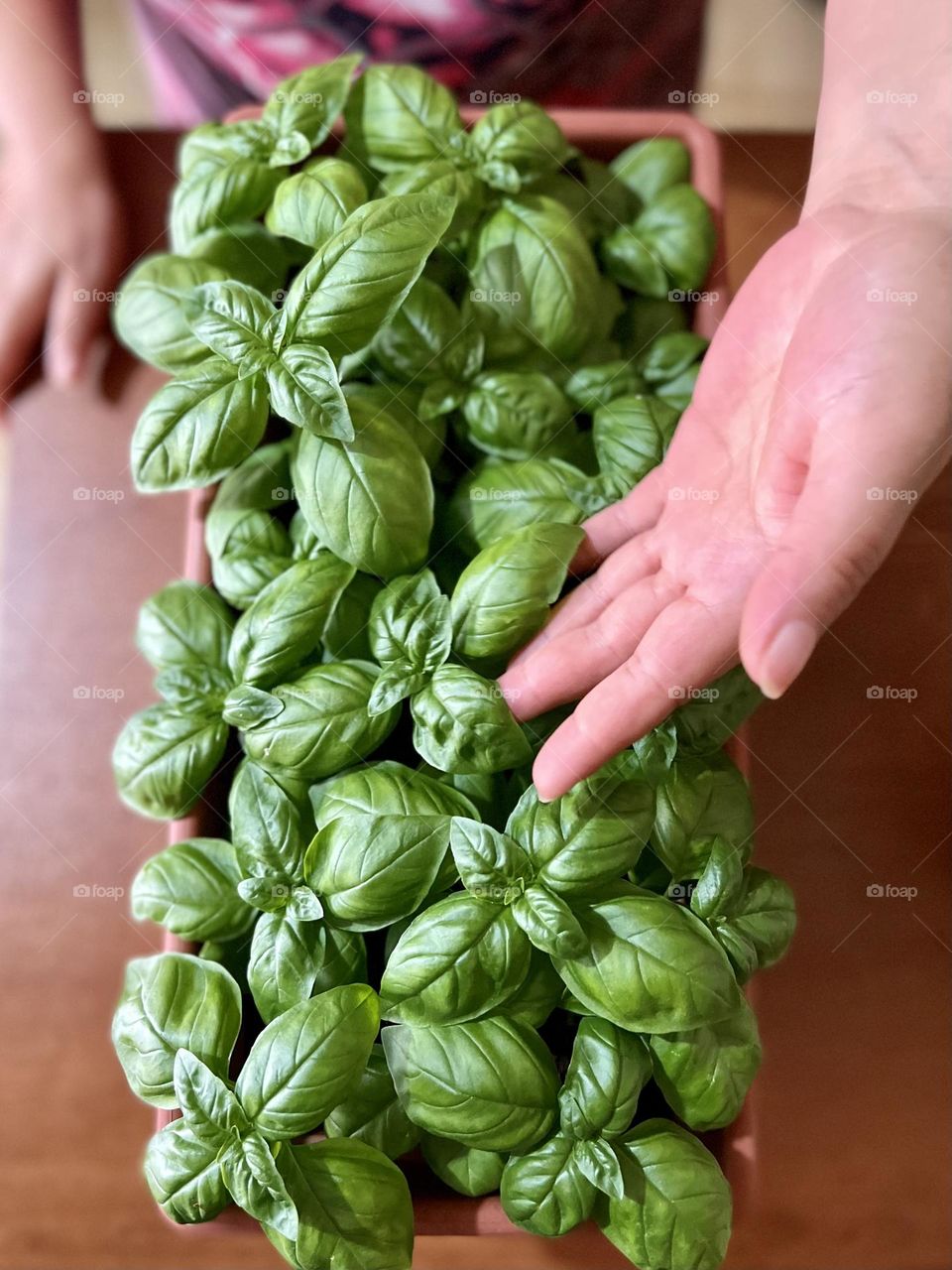 Basil plants