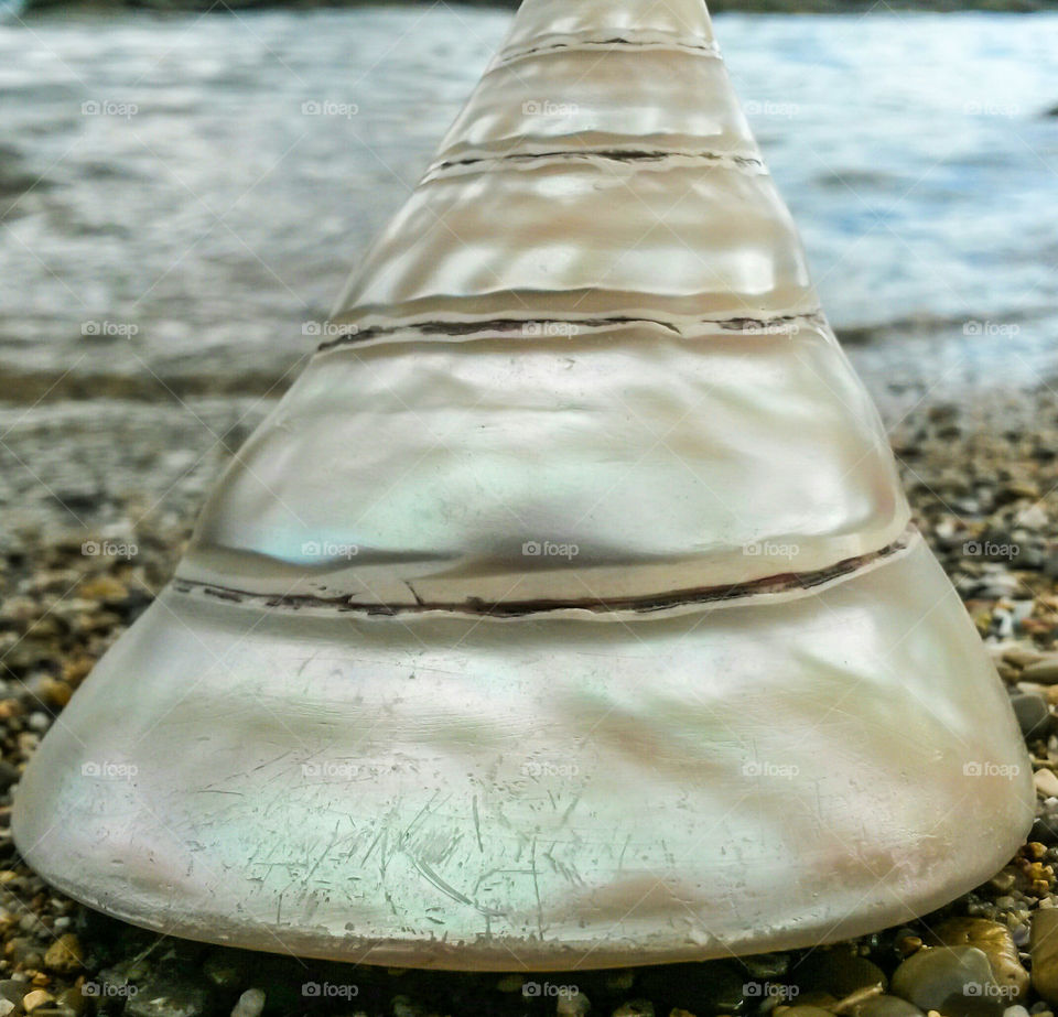 Close-up of seashell on beach