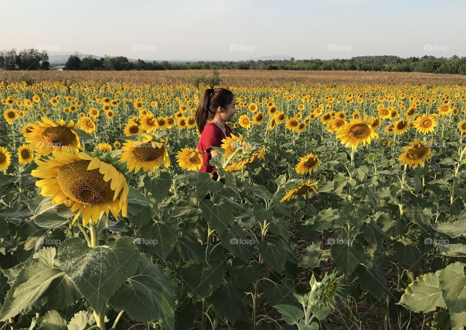 Sunflowers field,Thailand