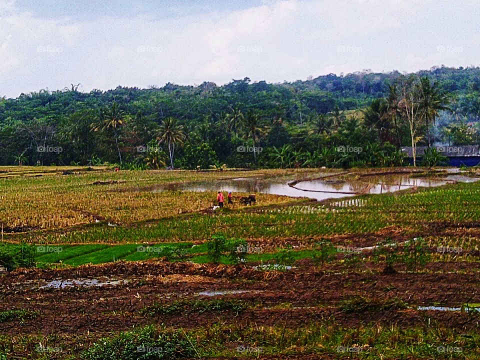 The feel of rice fields and hills