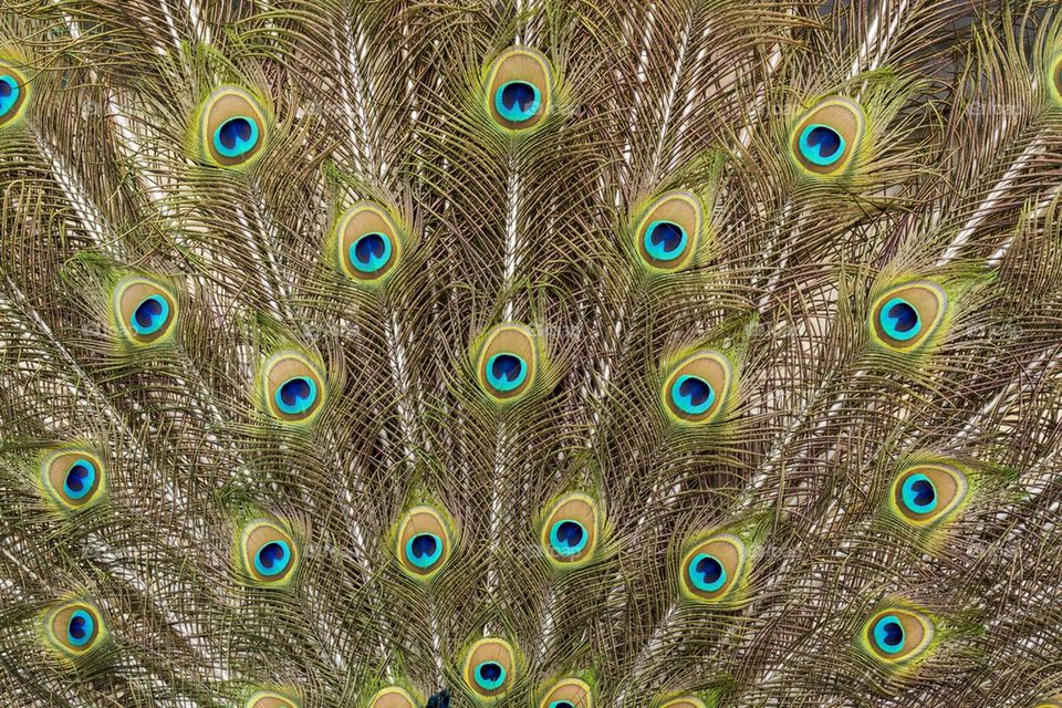 Peacock feathers