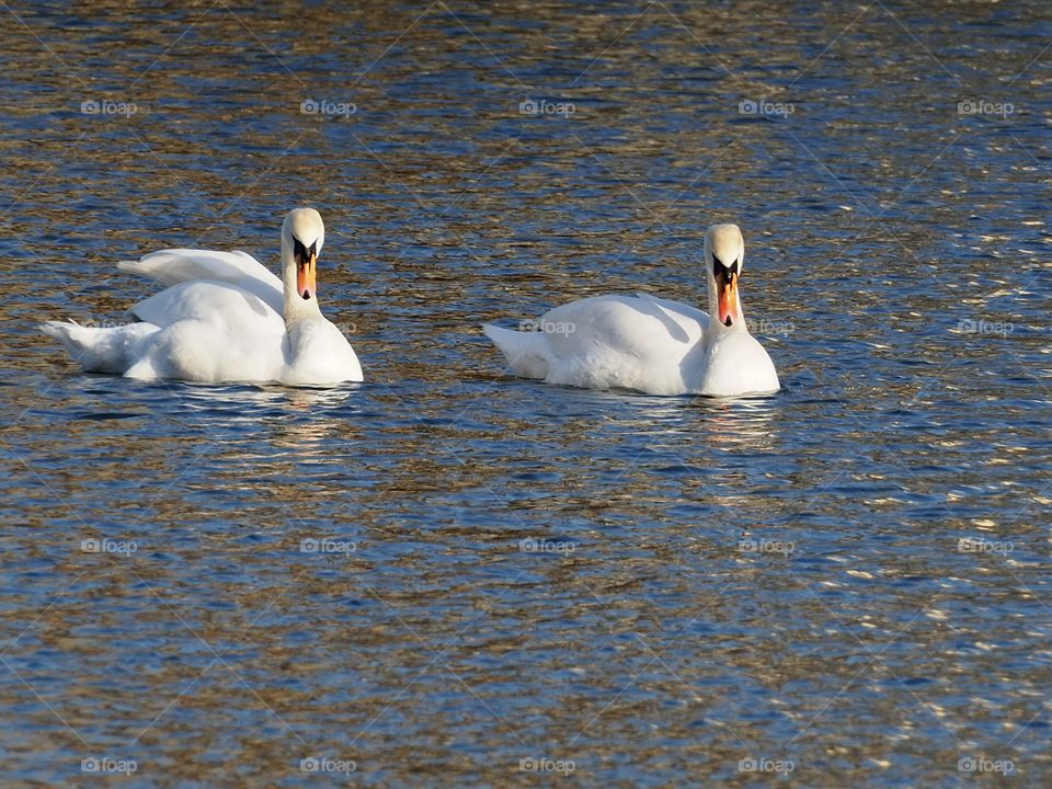 Swans