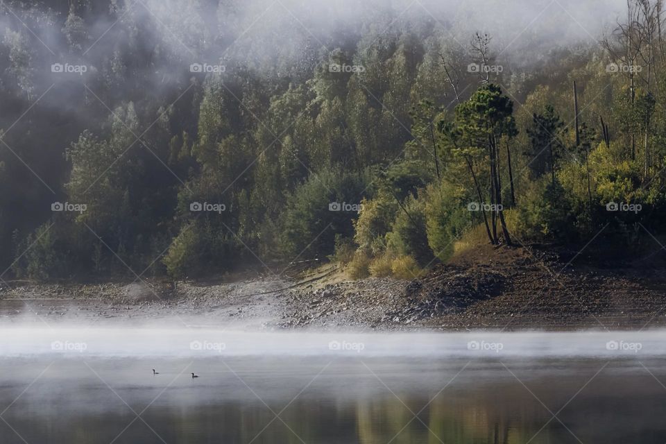 Birds float on the quiet misty river near Foz de Alge, Central Portugal 