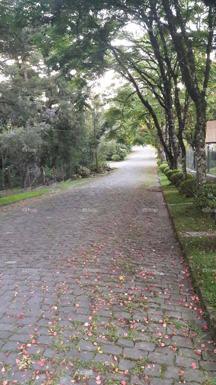 A beautiful street in autumn with fallen flowers, bucolic and full of peace