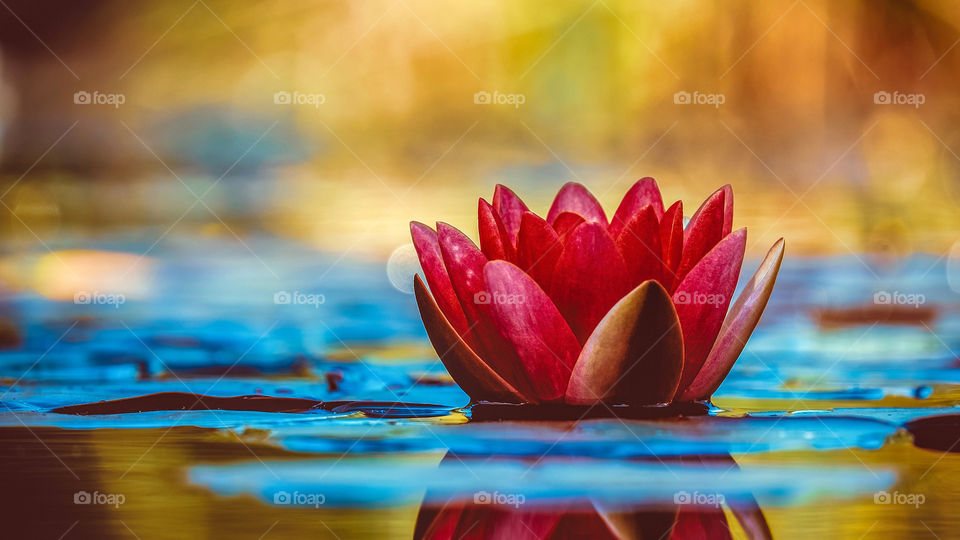 Beautiful View of a Water Lilly .