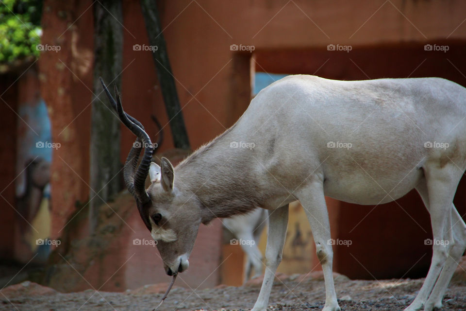 mammals animals deer by stef79