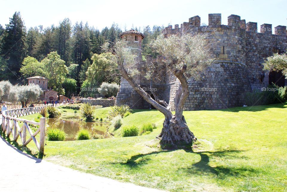 a tree with green grass around it