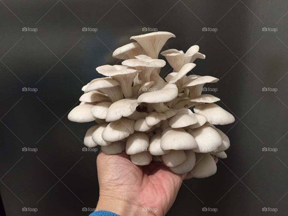 Cultivate mushrooms