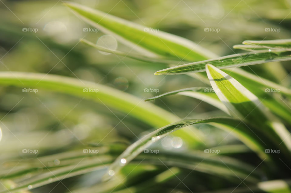 Grass In Bokeh