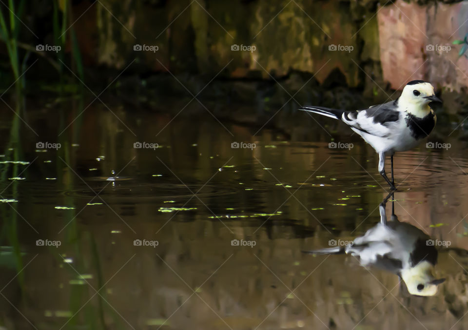 Beautiful bird reflection on autumn rain water