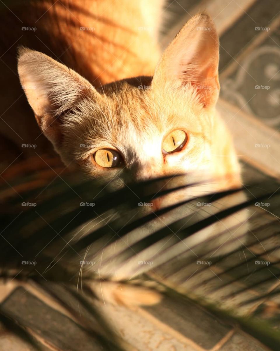 Do you like  this  picture ?