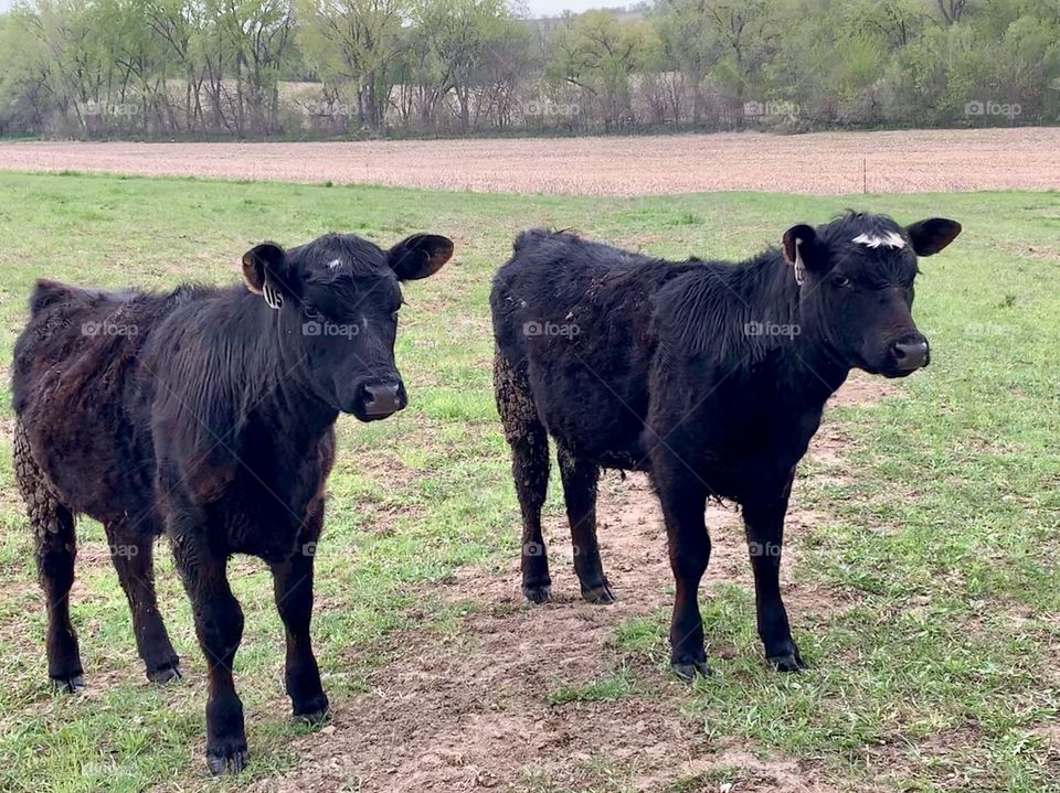 Two female feeder yearlings in a pasture against a rural landscape