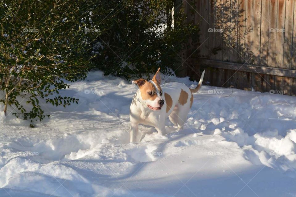 Nikki in the Snow. My pup having a great time