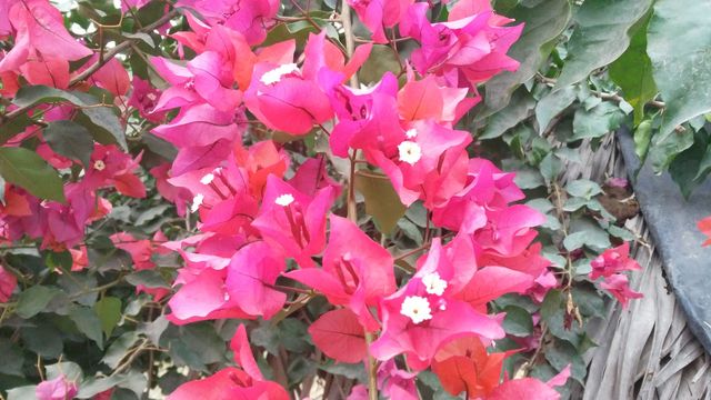 A beautiful scene of the red flowers in the garden.