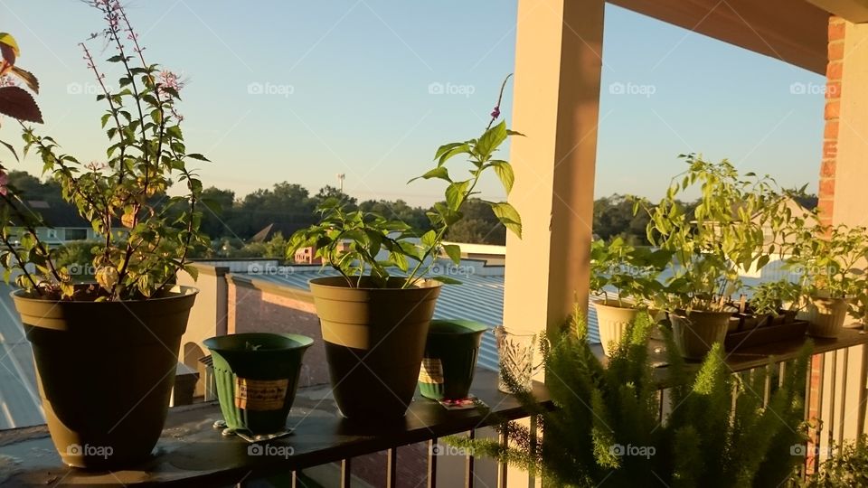 Garden in balcony 