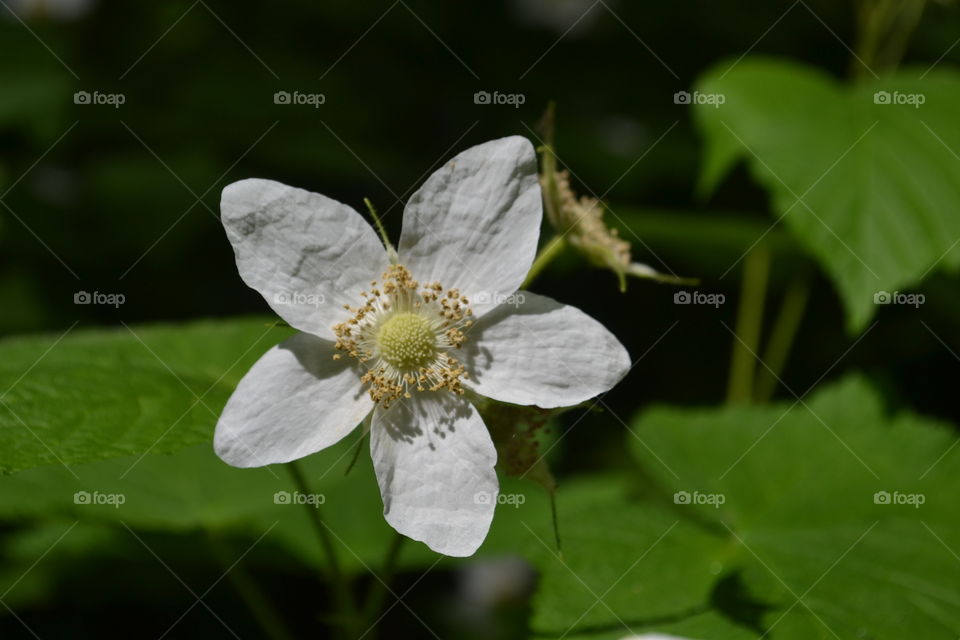 White alpine meadow wildflower Canadian Rocky Mountains 