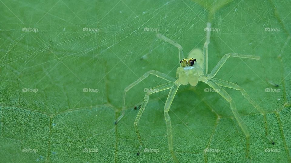 Spider with Dual colour Eyes