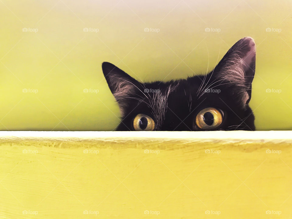 Hiding cat with yellow eyes 