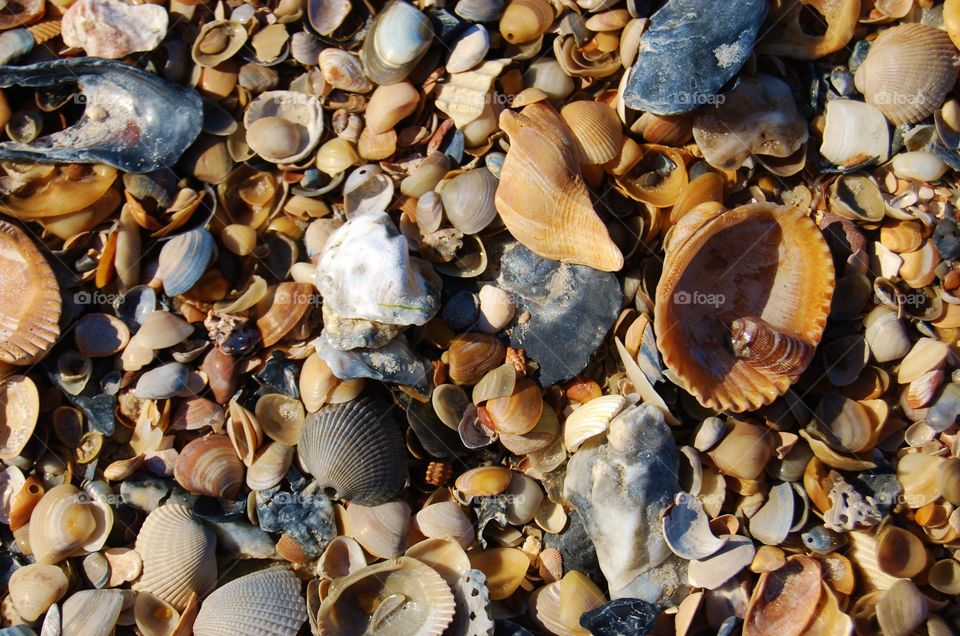 Close-up of sea shells