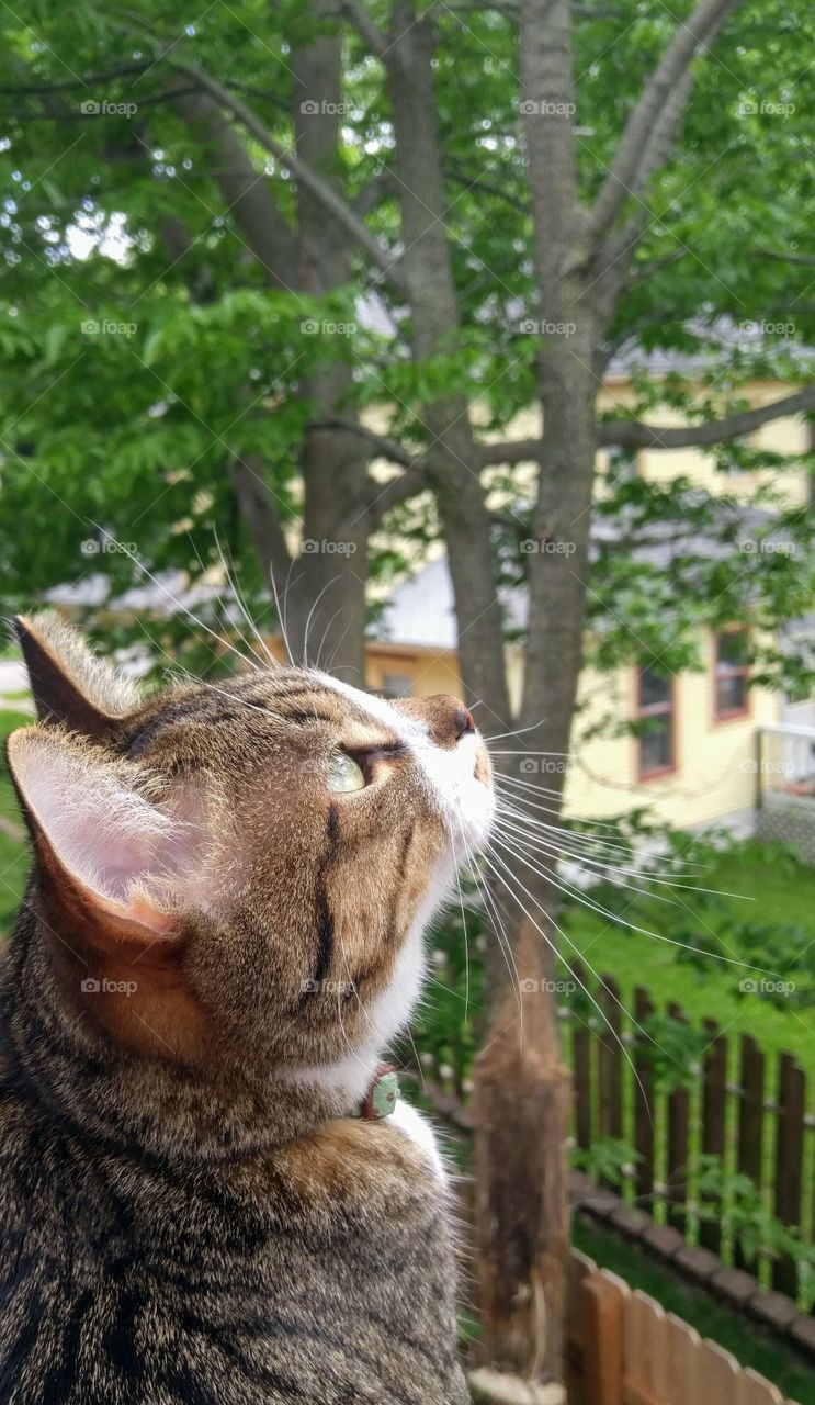 Gray tabby cat on balcony looking up at trees