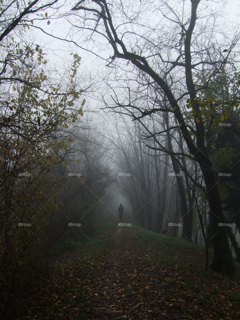 fall along the bank of the creek