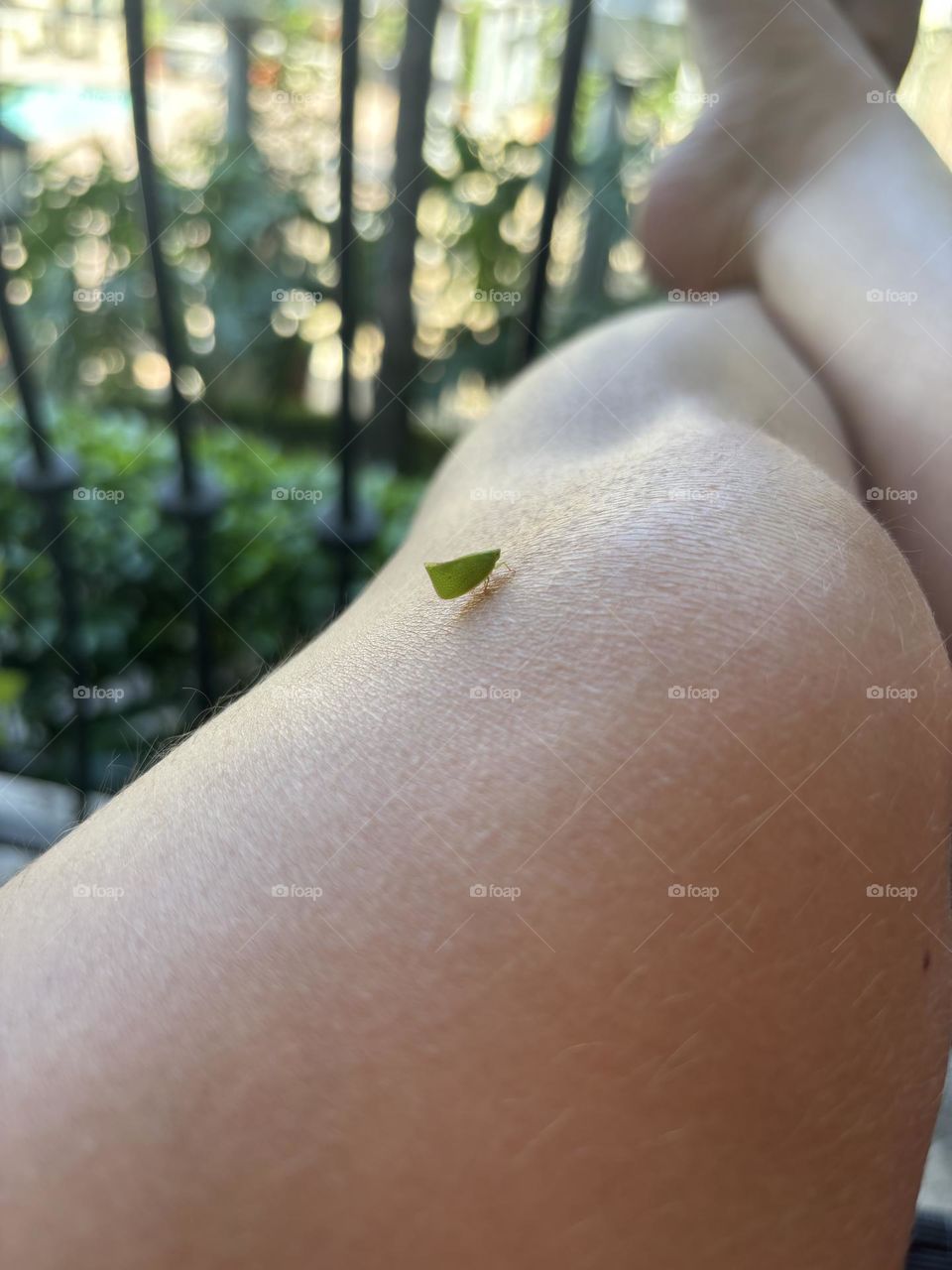 A tiny leaf bug crossing a leg by the knee