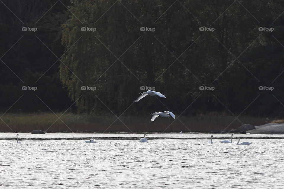 Beautiful swans flying over the sea  - svanar flyger över havet
