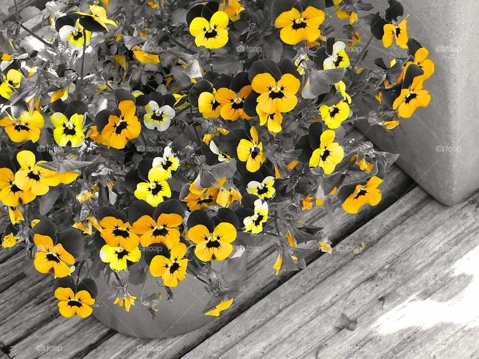 yellow violets