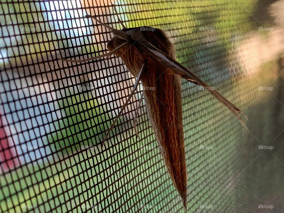 Tersa Sphinx Moth Amazing Creature Hanging Out Inside The Screen Enclosure In The End Of The Day