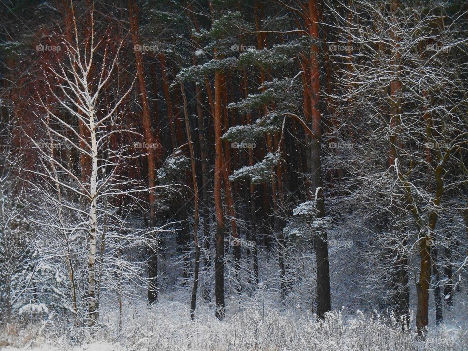 Winter, Snow, Frost, Cold, Wood